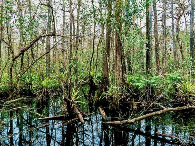 Preserve or develop corkscrew swamp