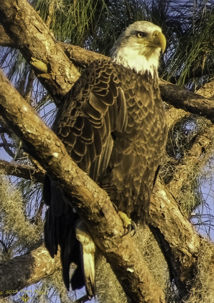 A Bald Eagle in the Lake Harney Wilderness Area