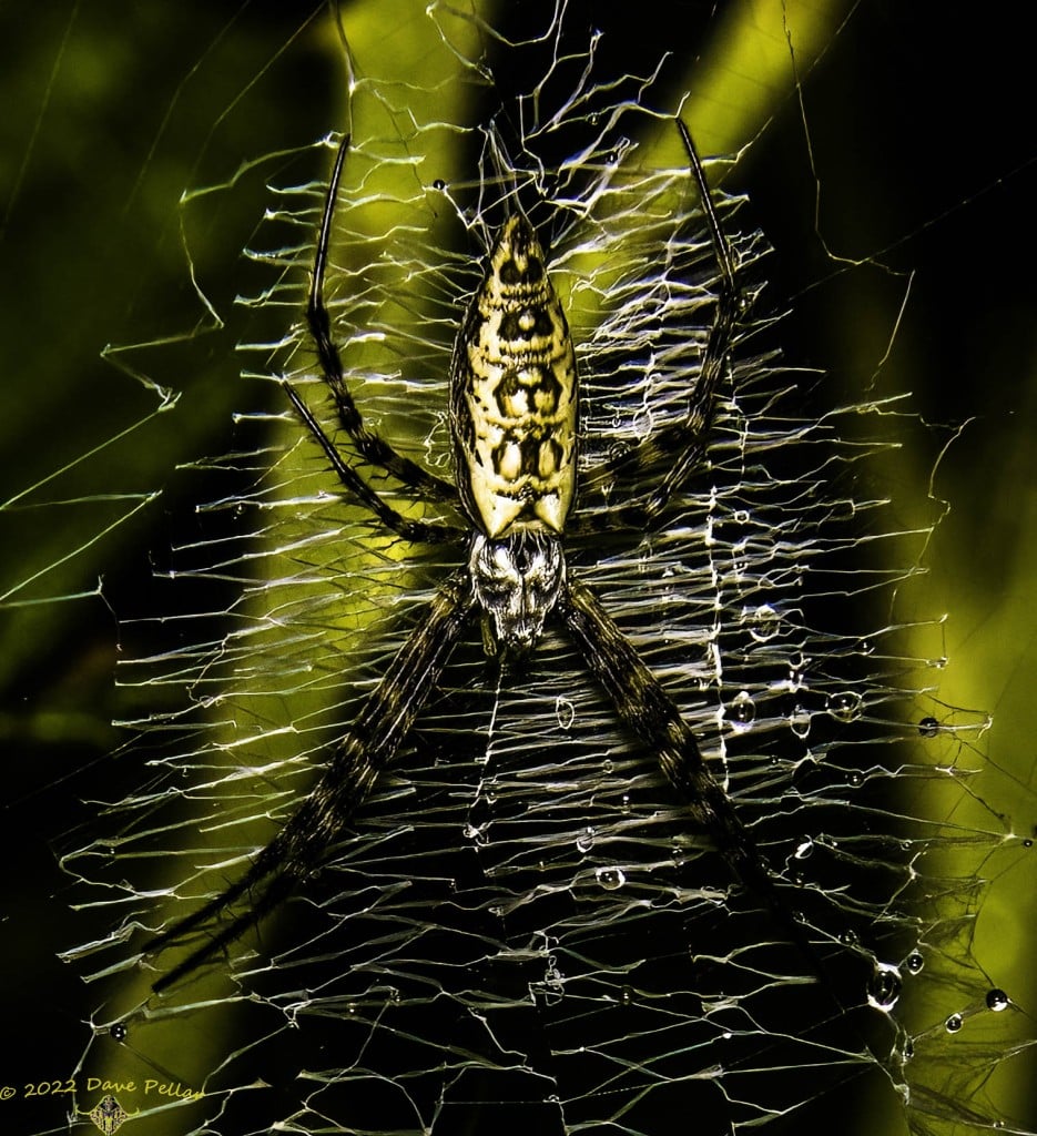 A writing spider the Lake Harney Wilderness Area