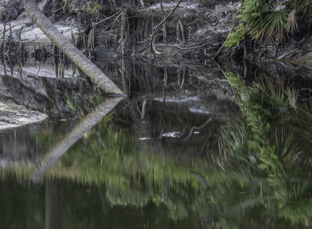 Yahoo Trail Florida Wildlife Corridor
