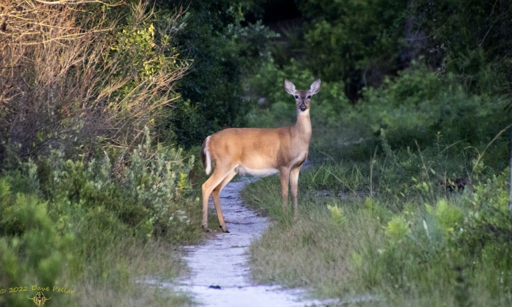 Deer Crossing Florida Wildlife Corridor