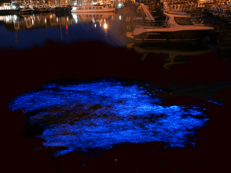 Bioluminescent algae paddle