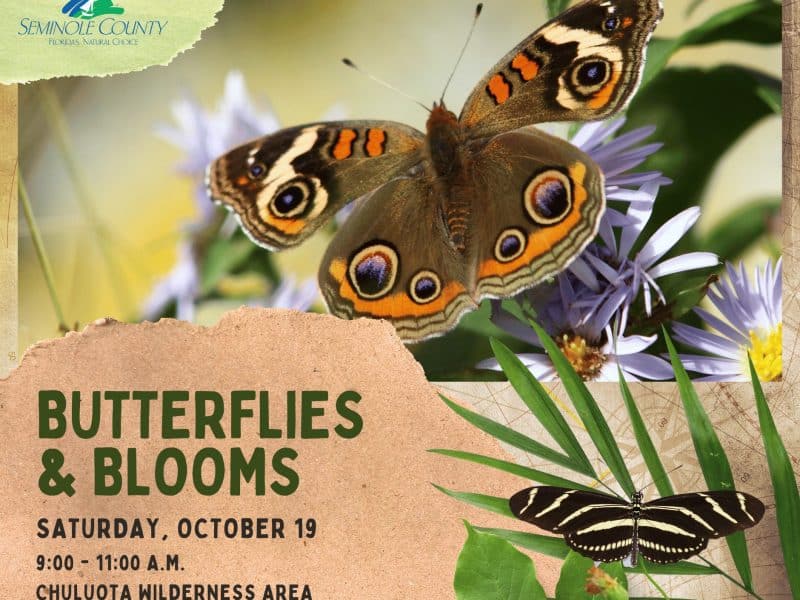 A slew of fall fests plus butterflies and halloween events Oviedo Winter Springs