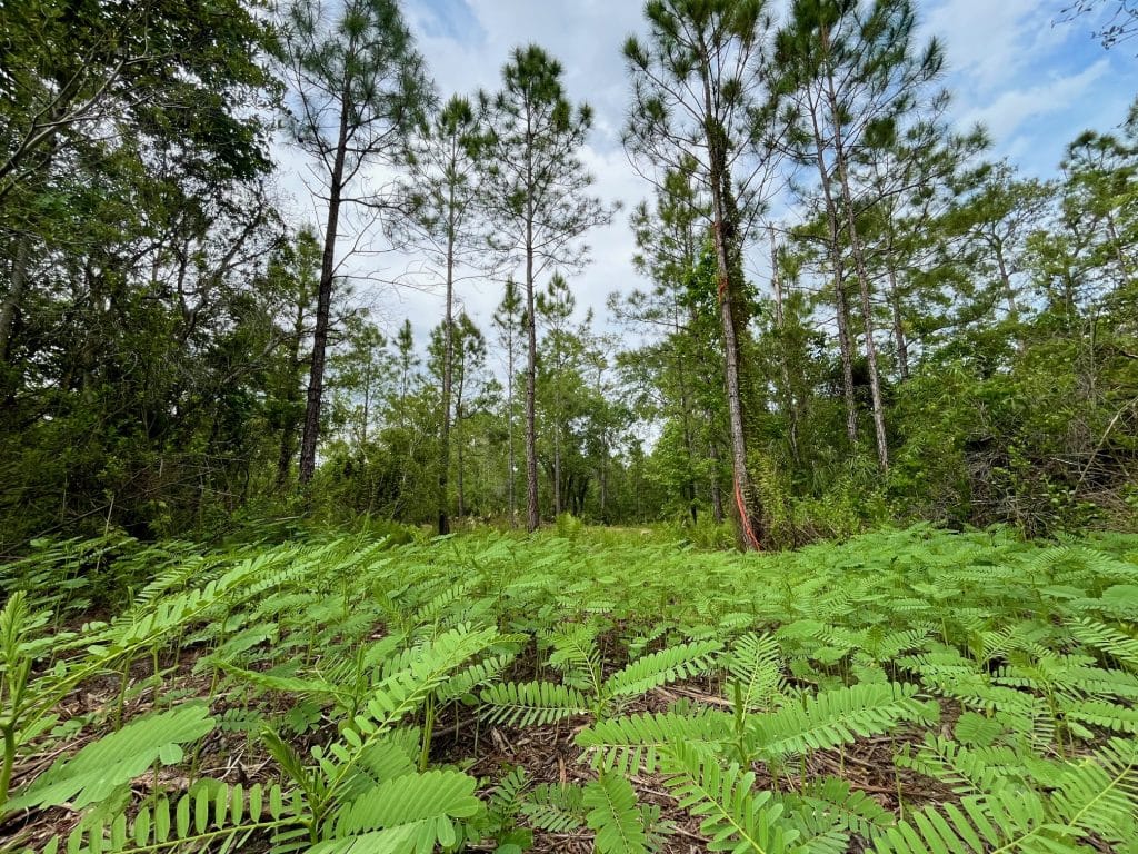 Arya at Oviedo would seek to bulldoze a 9.62 acre forested area, but may be less paved surface than a commercial project. - Photo by Isaac Benjamin Babcock